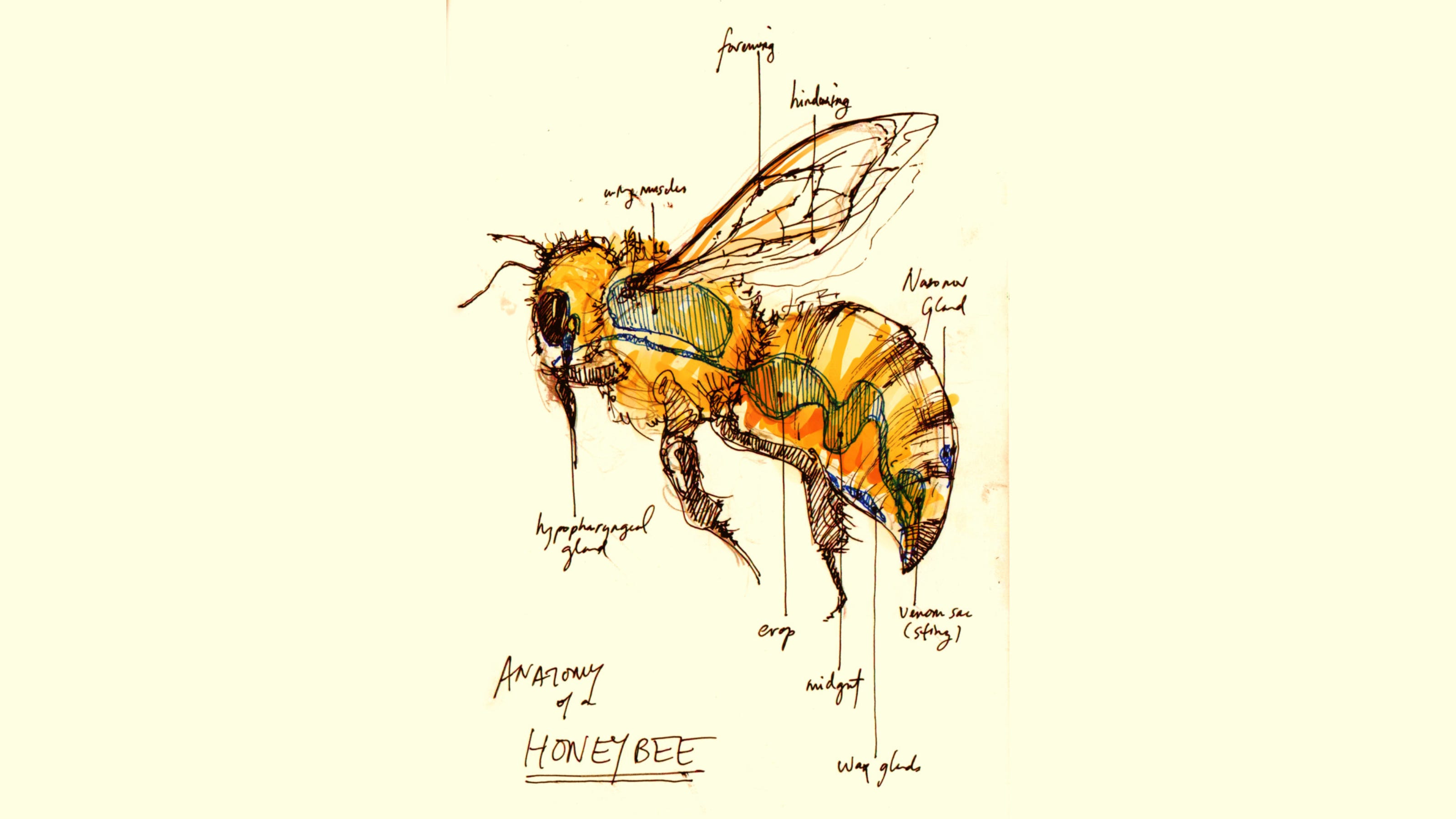 The Astonishing Math Behind Honeycomb