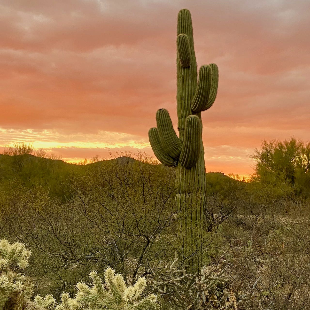 Desert Fact of the Day