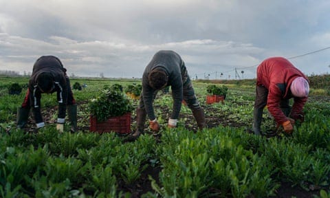 Italy's Secret Slavery - Brown History