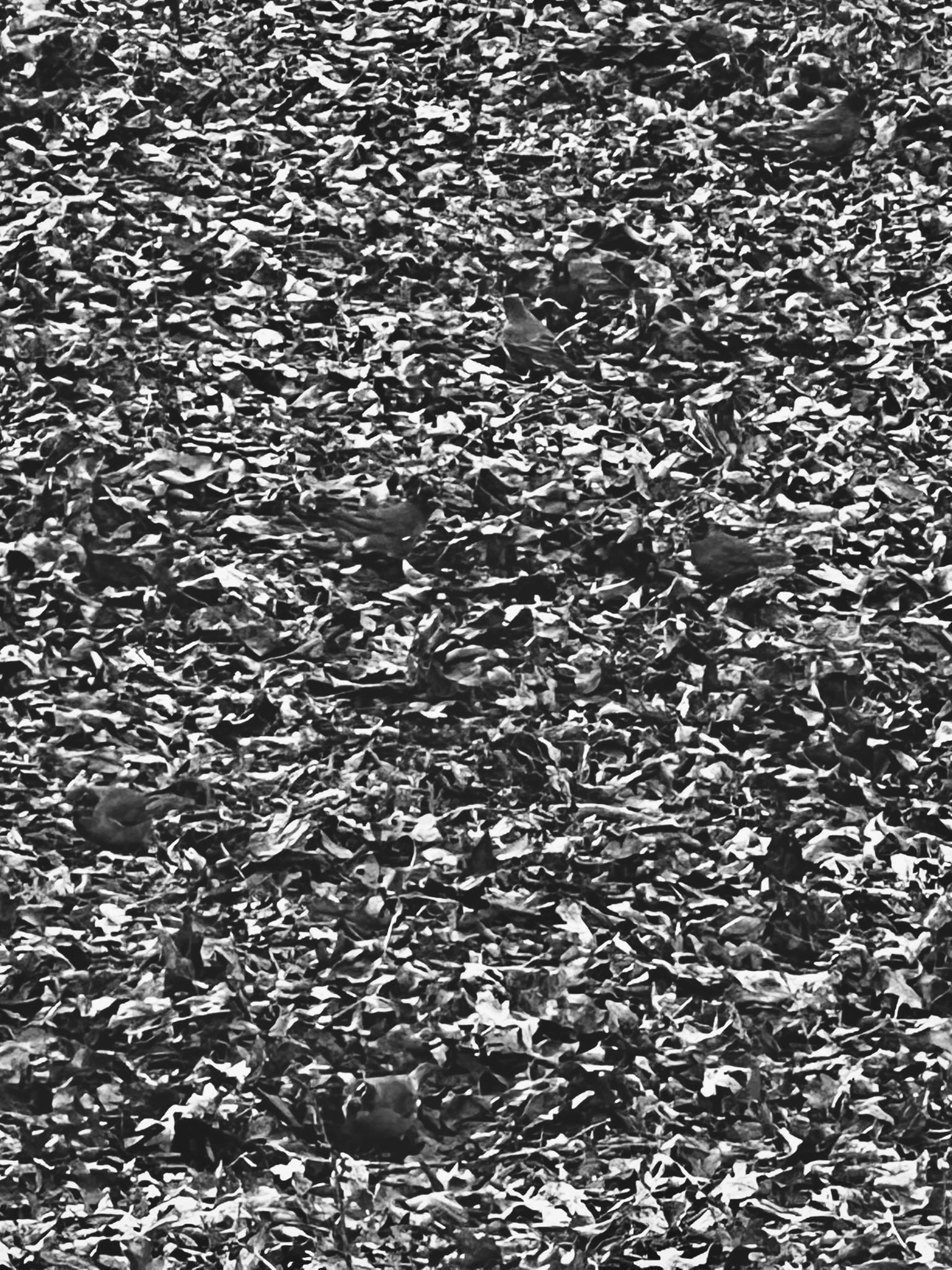 The Shush Of Leaves By Colin M Alley The Alley the-shush-of-leaves-by-colin-m-alley-the-alley