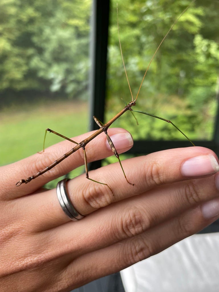 An assassin, not a walking stick by Jody Benedict