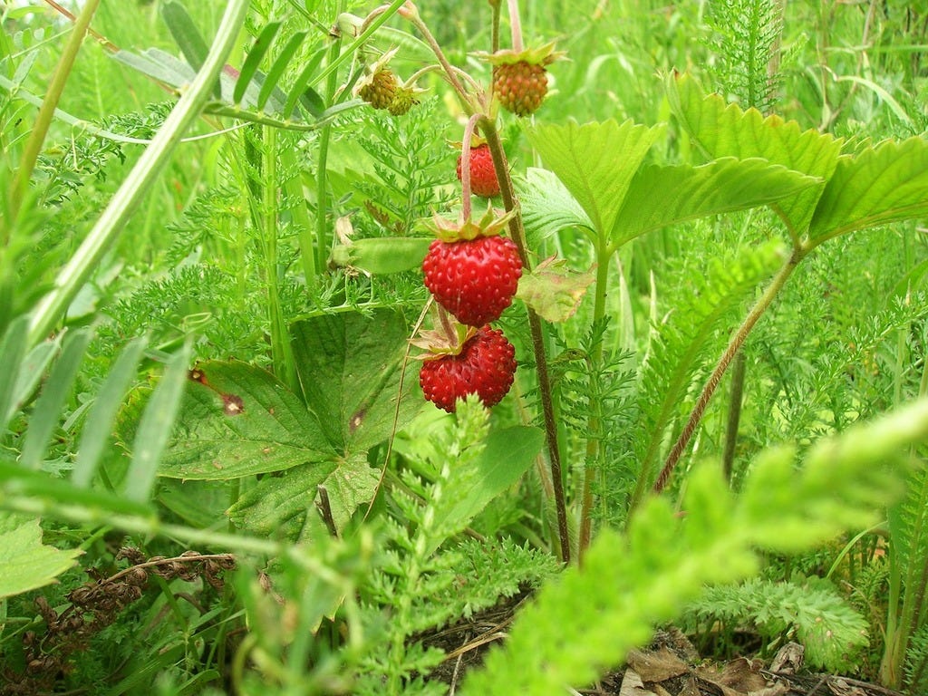 That's Wild Strawberry! - What's that plant?!