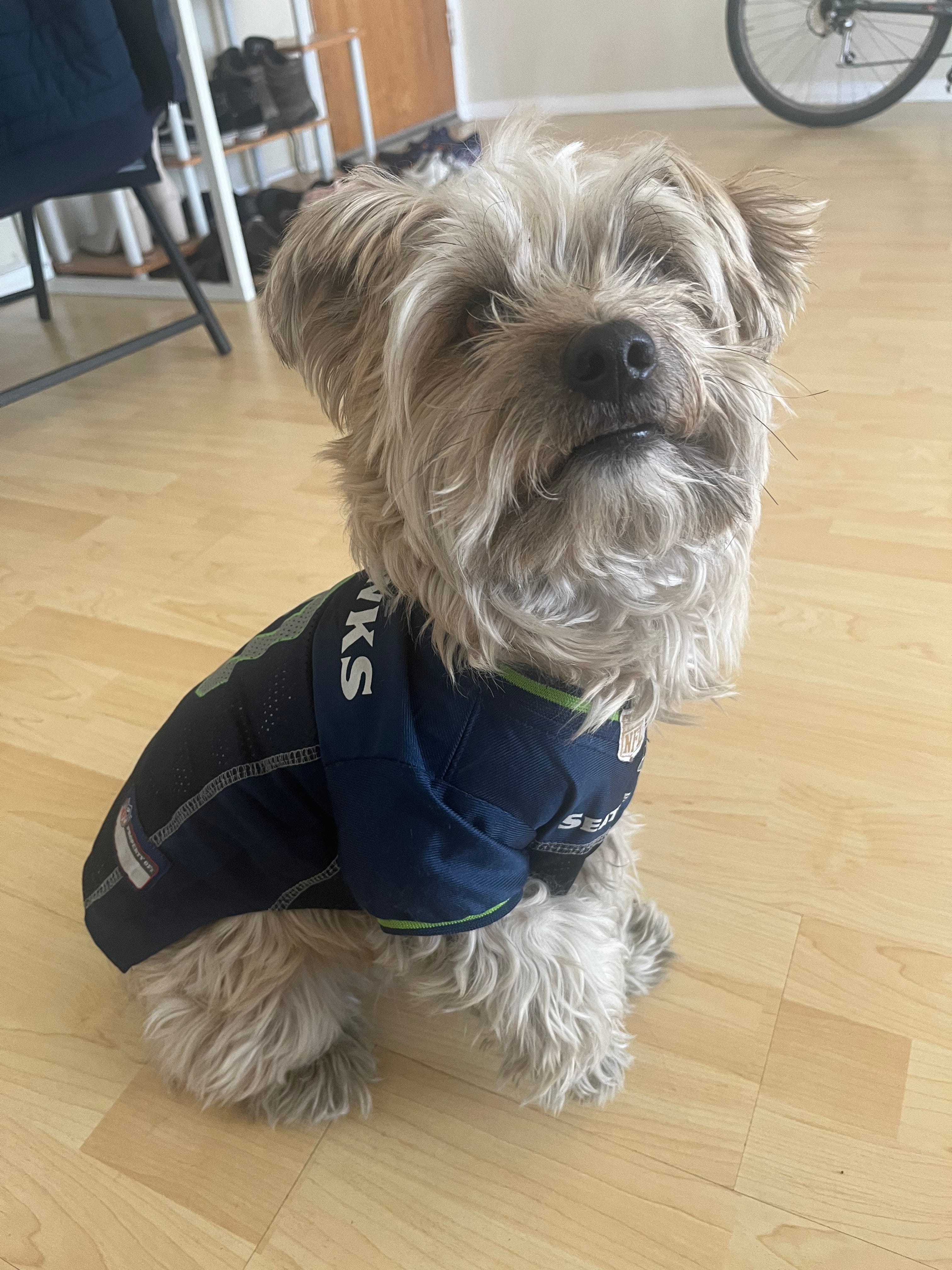 seahawks puppy clothes