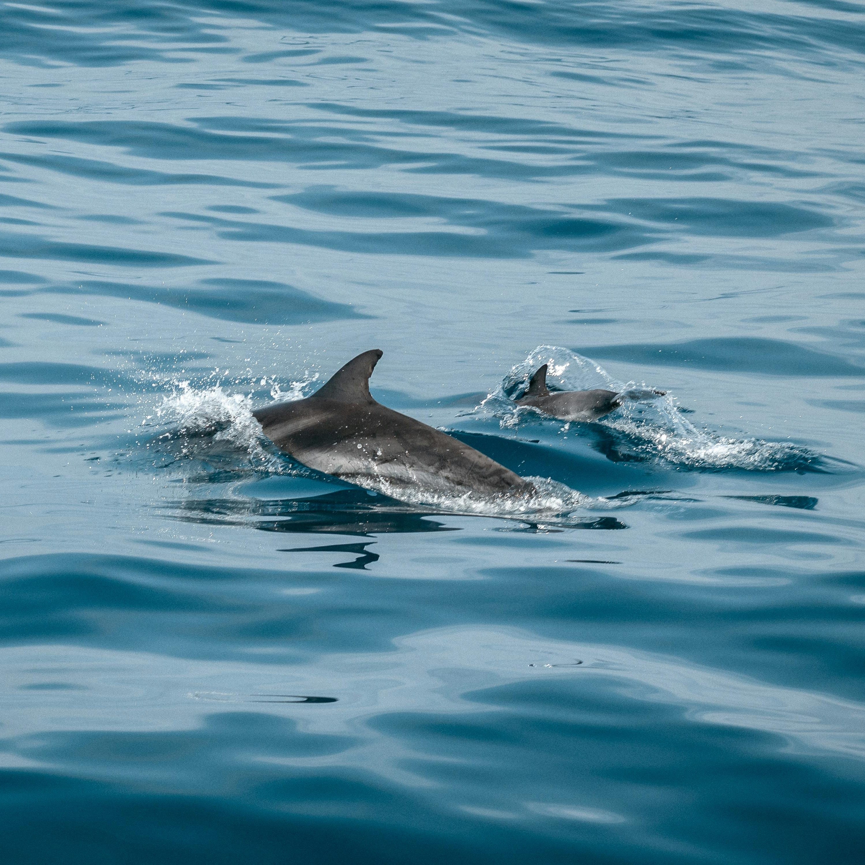 Dolphin Diaries logo