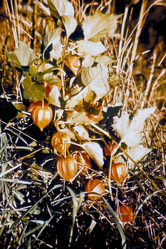 Days are gettin' shorter an' the air a keener snap...