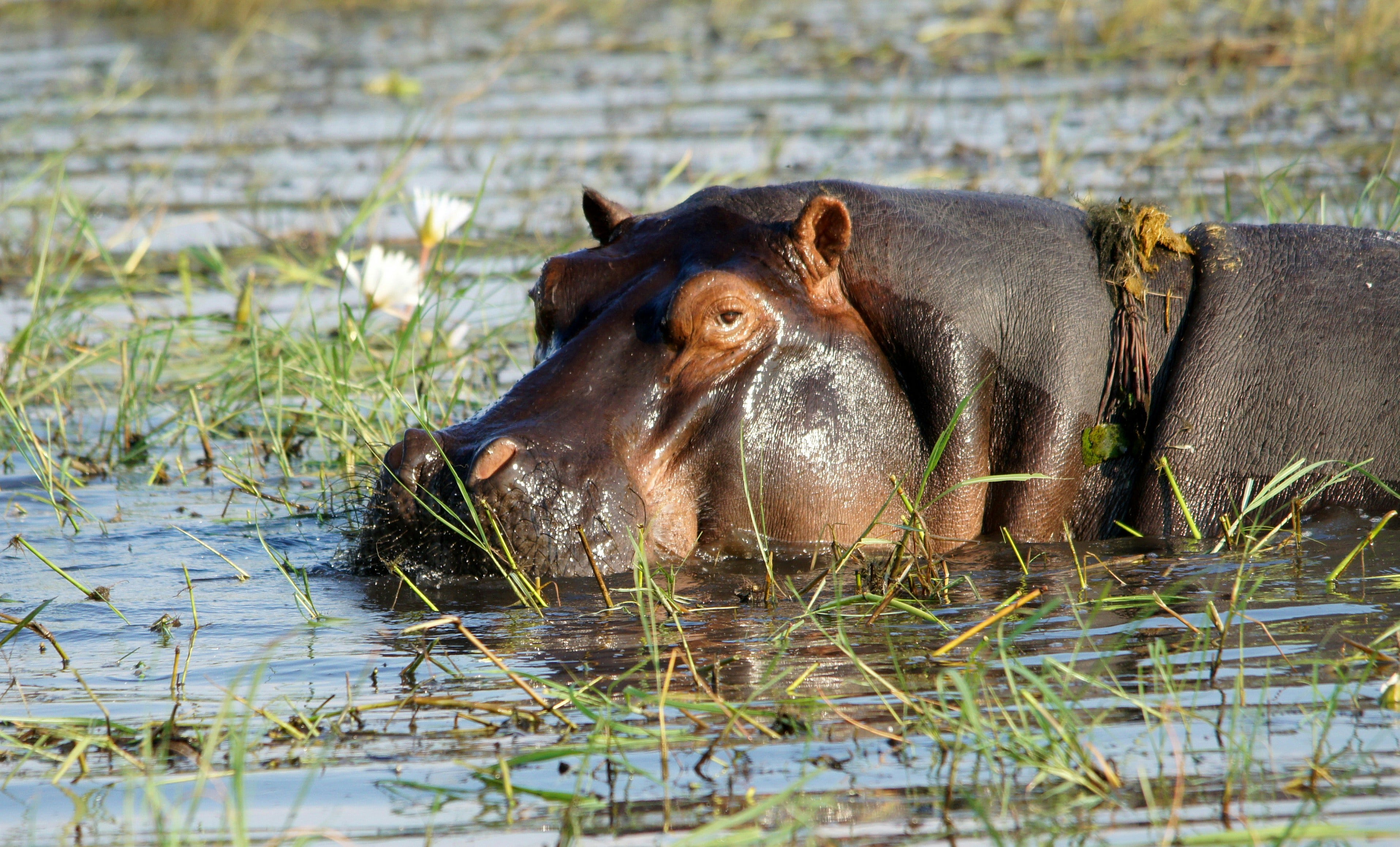The HiPPO in the room