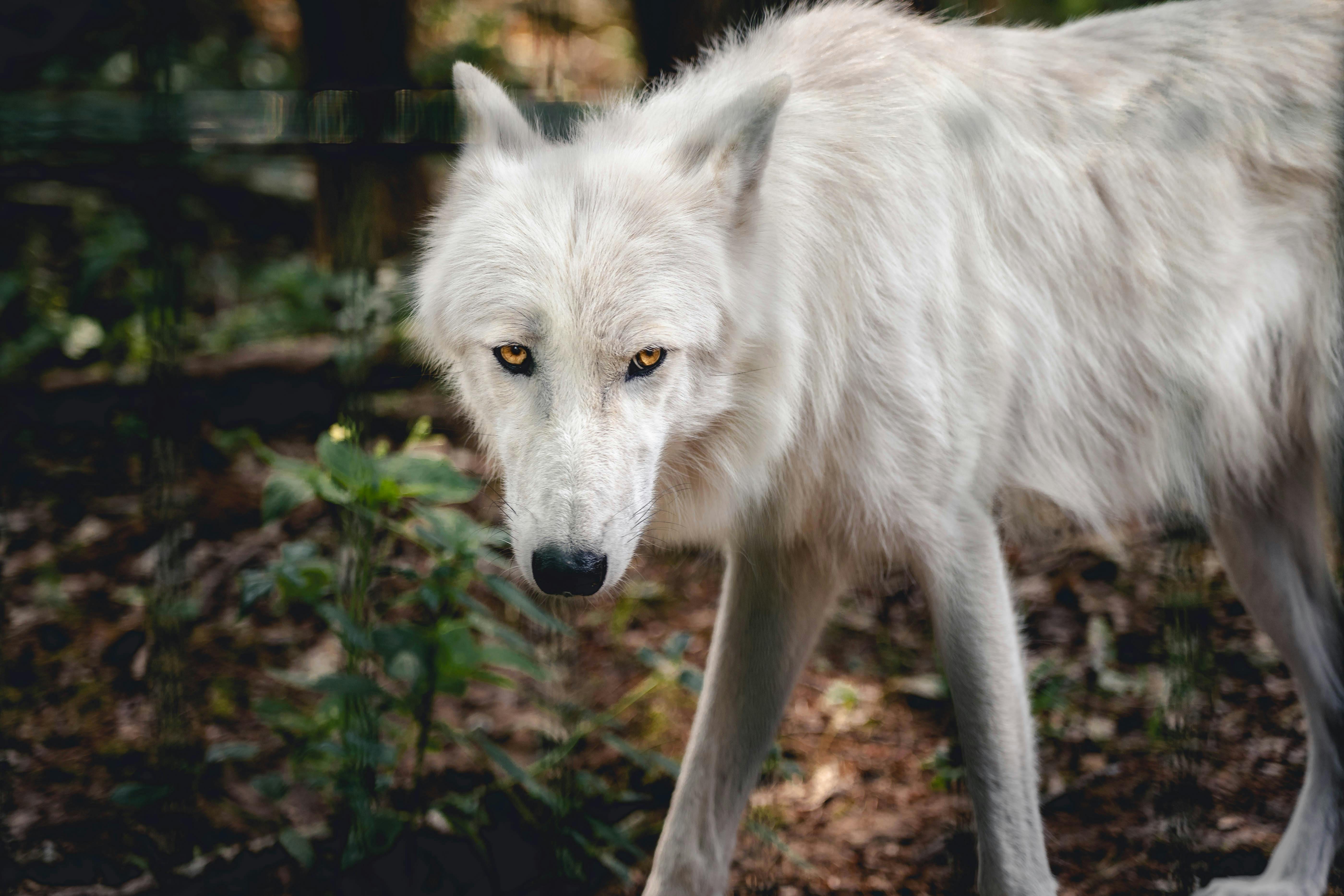 Image Nate Schatzline image beautiful image beautiful - Day 29: Clowns In The Spotlight And Wolves In The Shadows