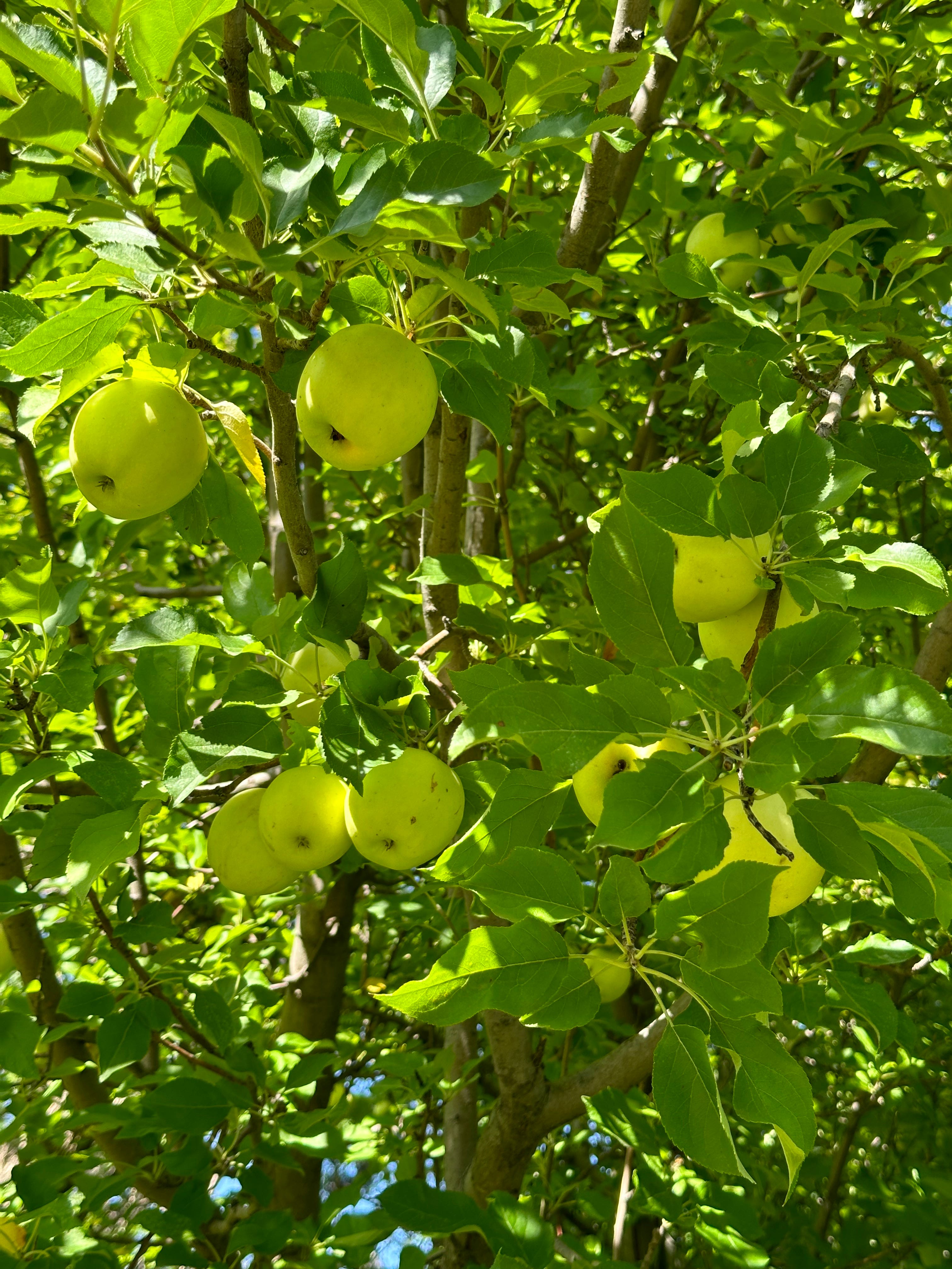 Apples in Early Fall