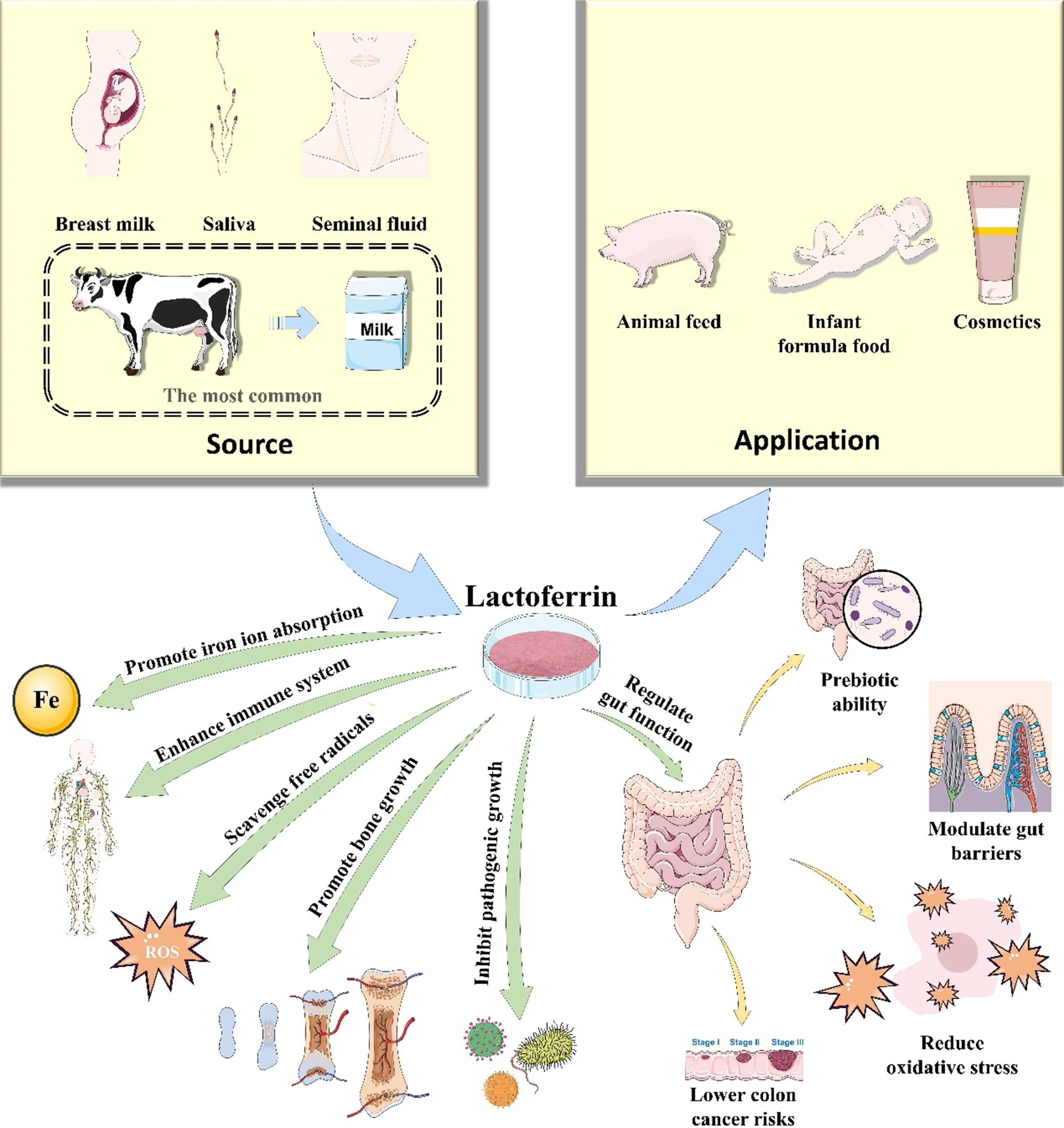 The Wonders of Lactoferrin A Multitasking Protein with Immense Health