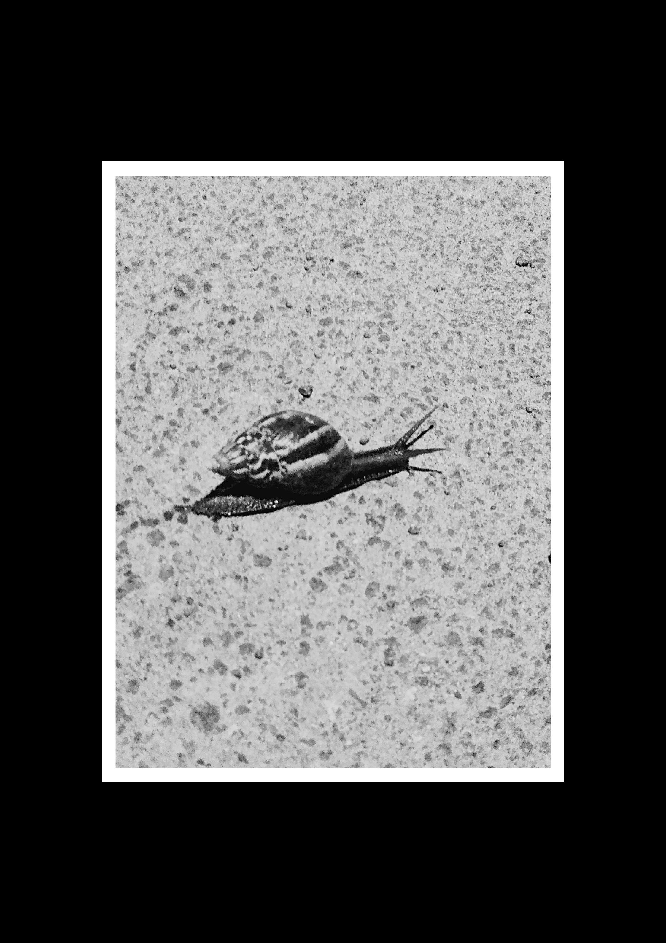 A midnight stroll with a snail A lesson in perseverance.