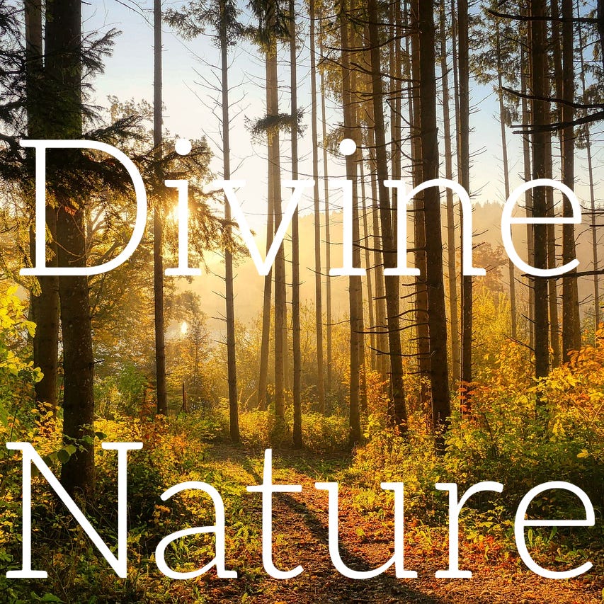 Divine Nature  logo