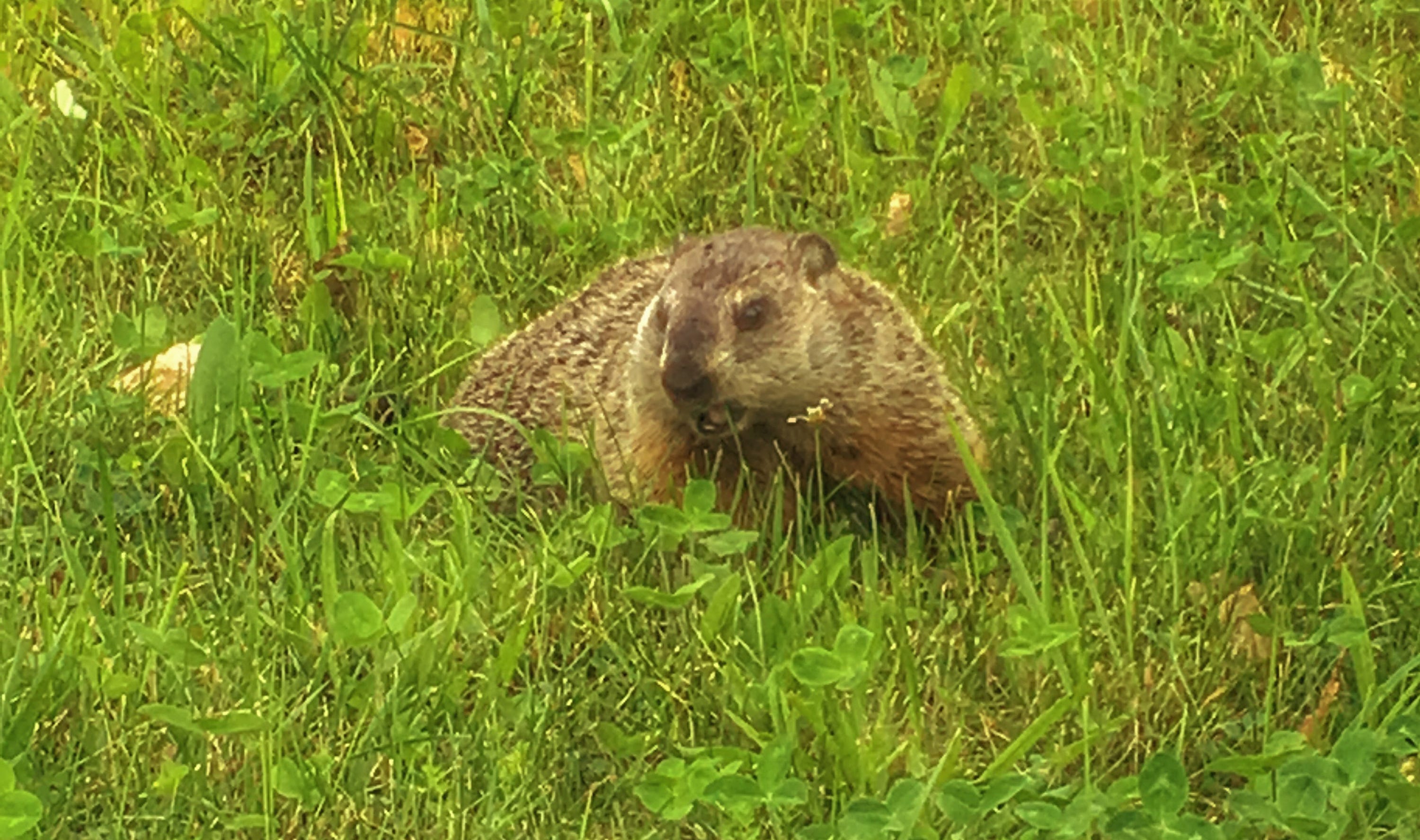 When does Groundhog Day Season start?