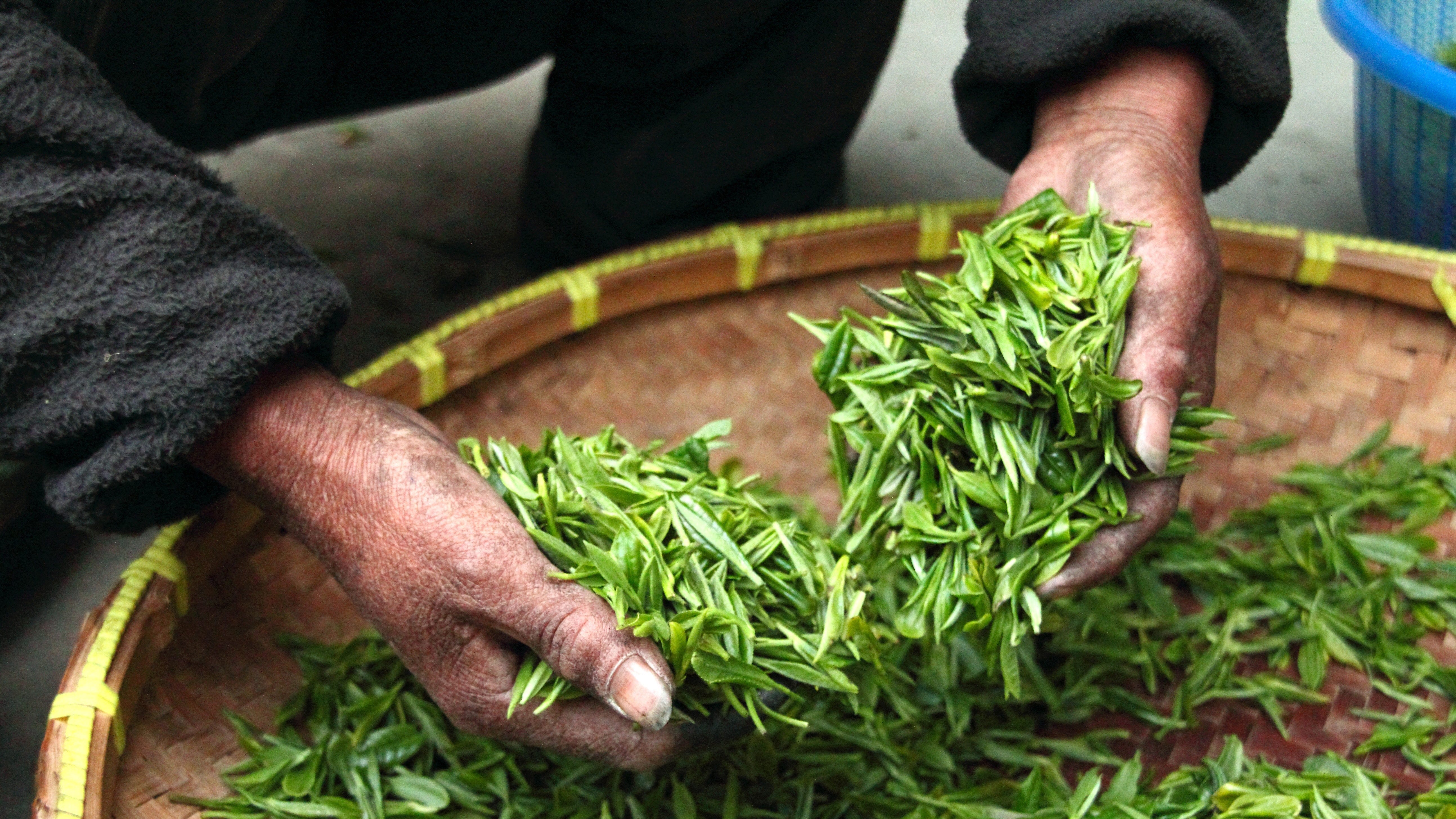 Green Tea vs Herbal Tea by Kate YogiRD Substack