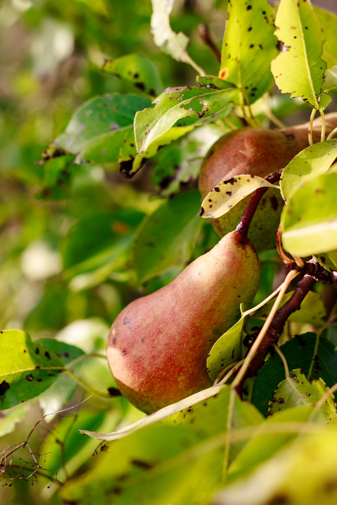 Sweet to Tart, Buttery to Crisp: A Farmers Market Guide to Pears