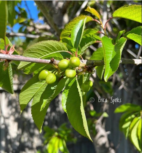 The promise of cherries by EricaSpinks