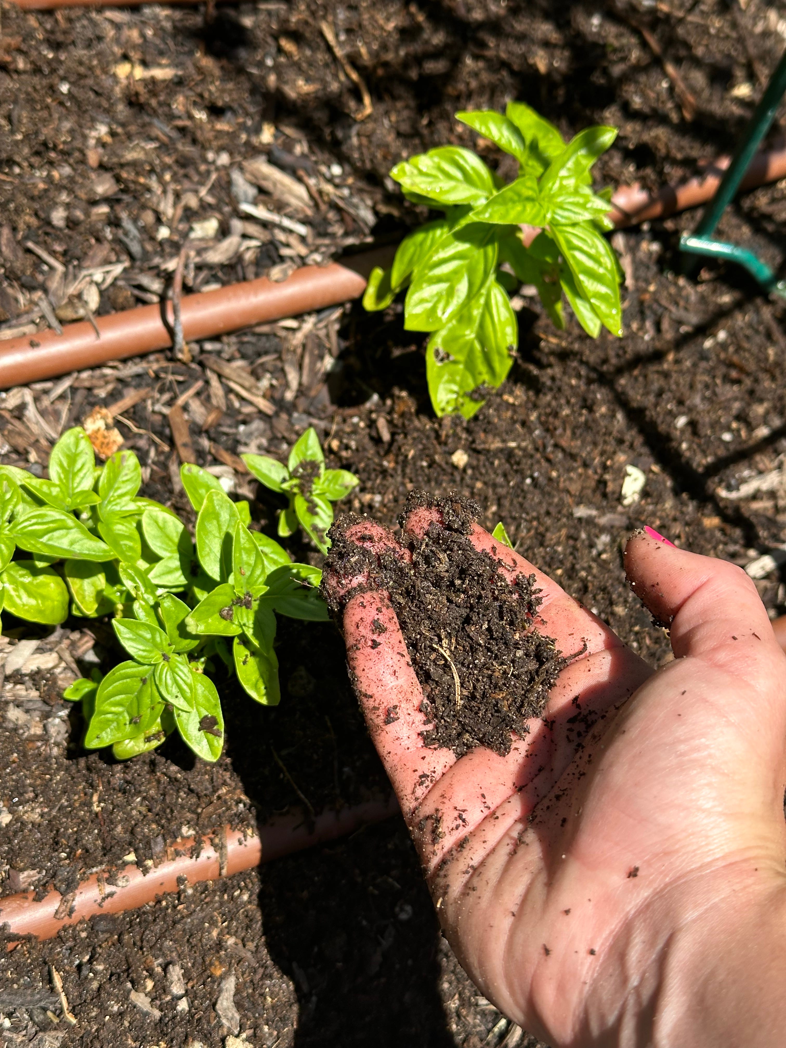 Garden Essentials 2 Compost Carmen in the Garden