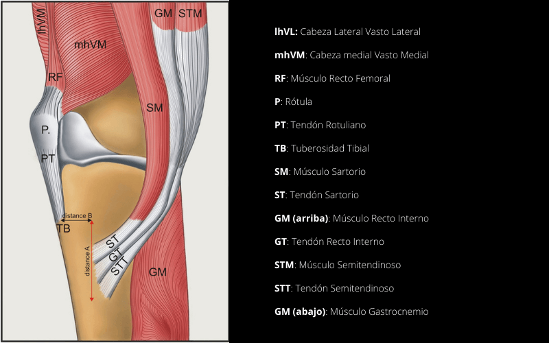 anatomía de la superficie de la tuberosidad tibial