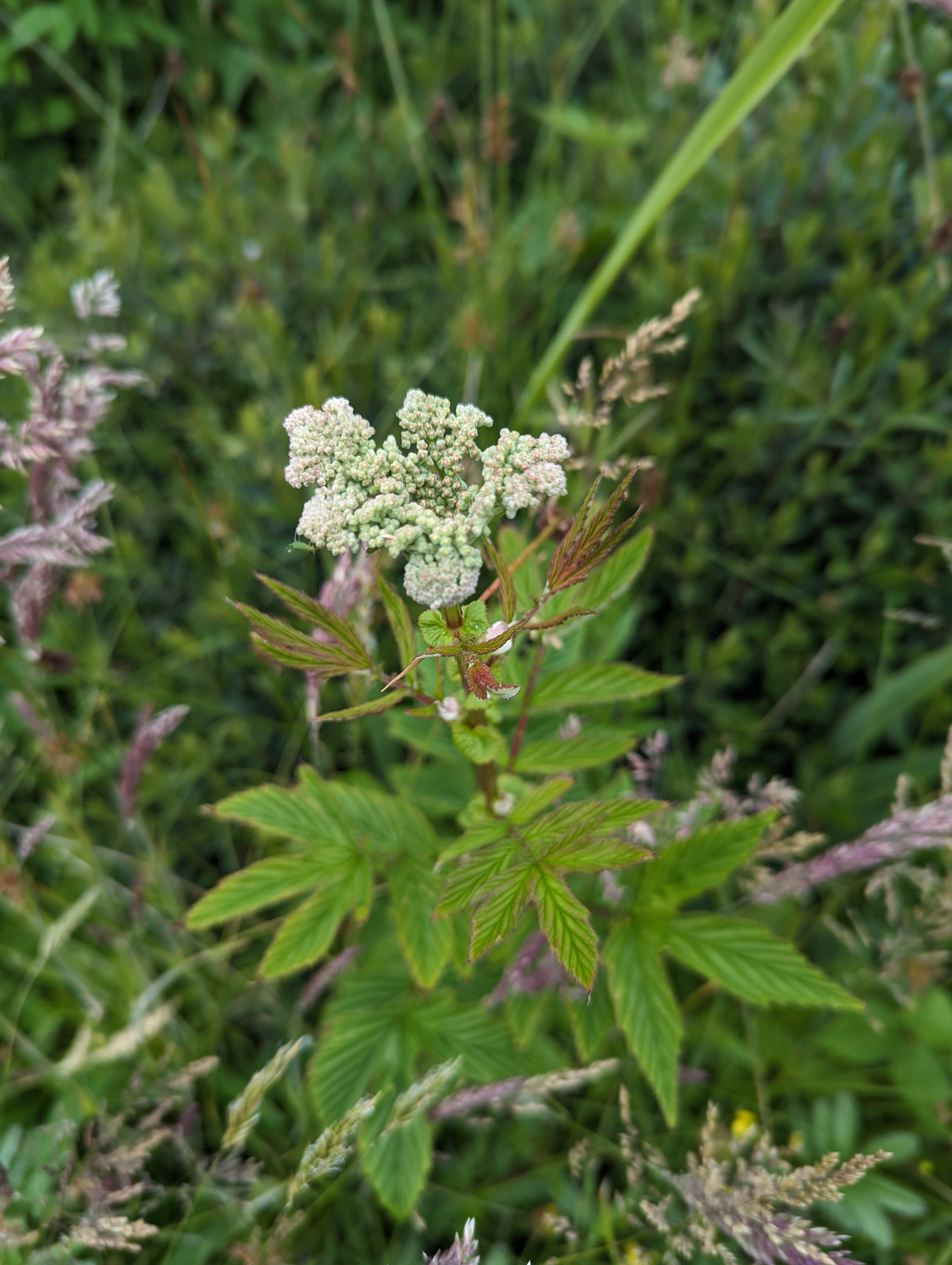 Meadowsweet - by Sarah Crowder - Foraged and Fermented