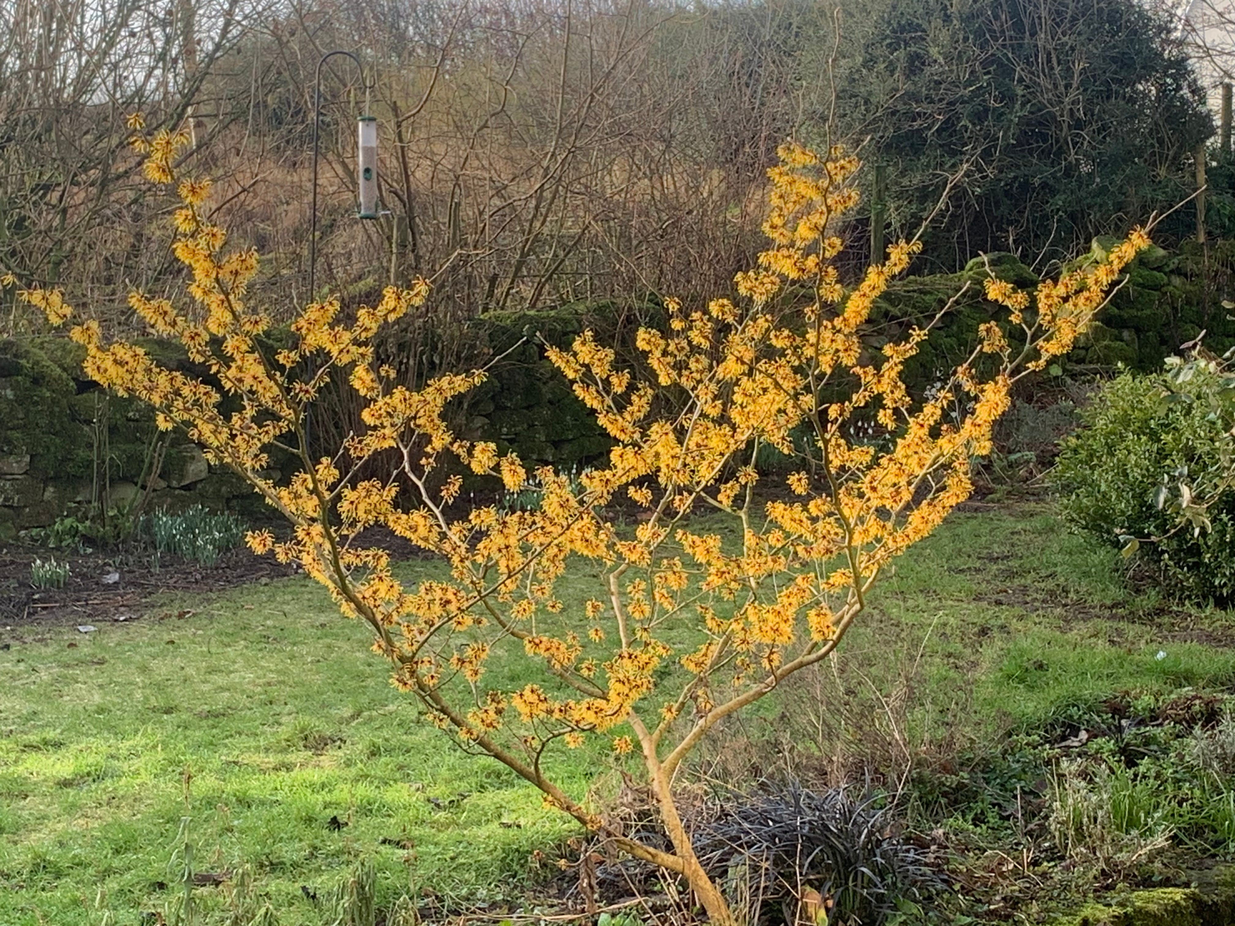 Witchhazel and snowdrops - by Clare Emma Wild