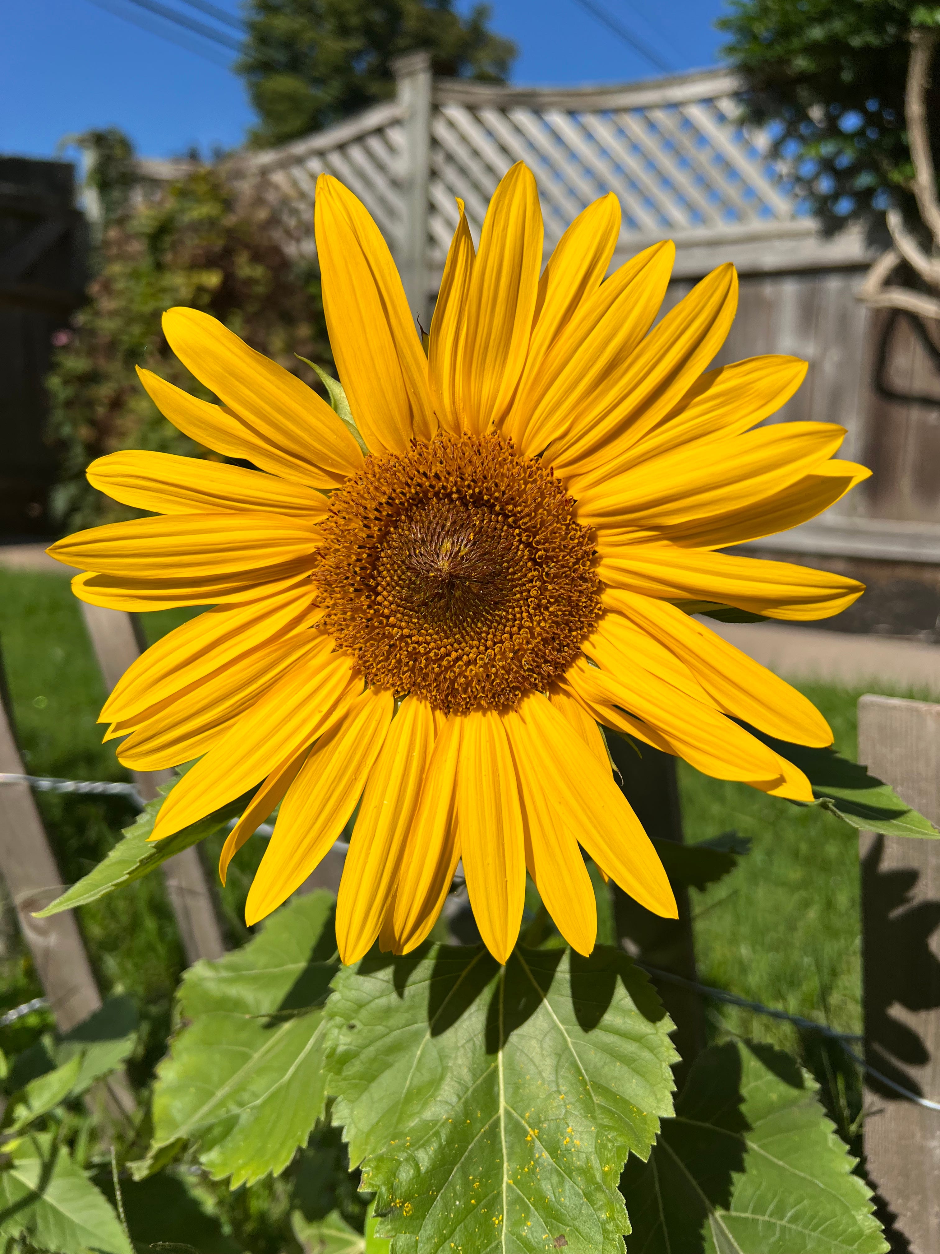 My 2024 Garden Journeythe End. by Wendy Henry