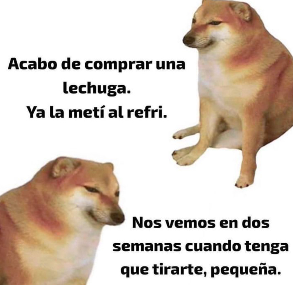 depresión perro meme