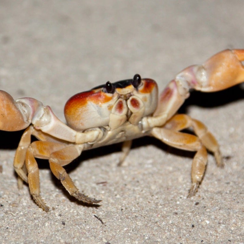 Crab’s Substack