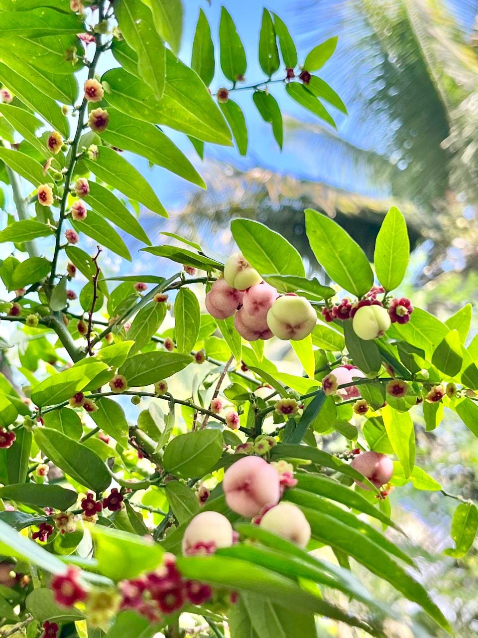 Katuk Plant: Nature's Multivitamin - by Dhanyawad Earth