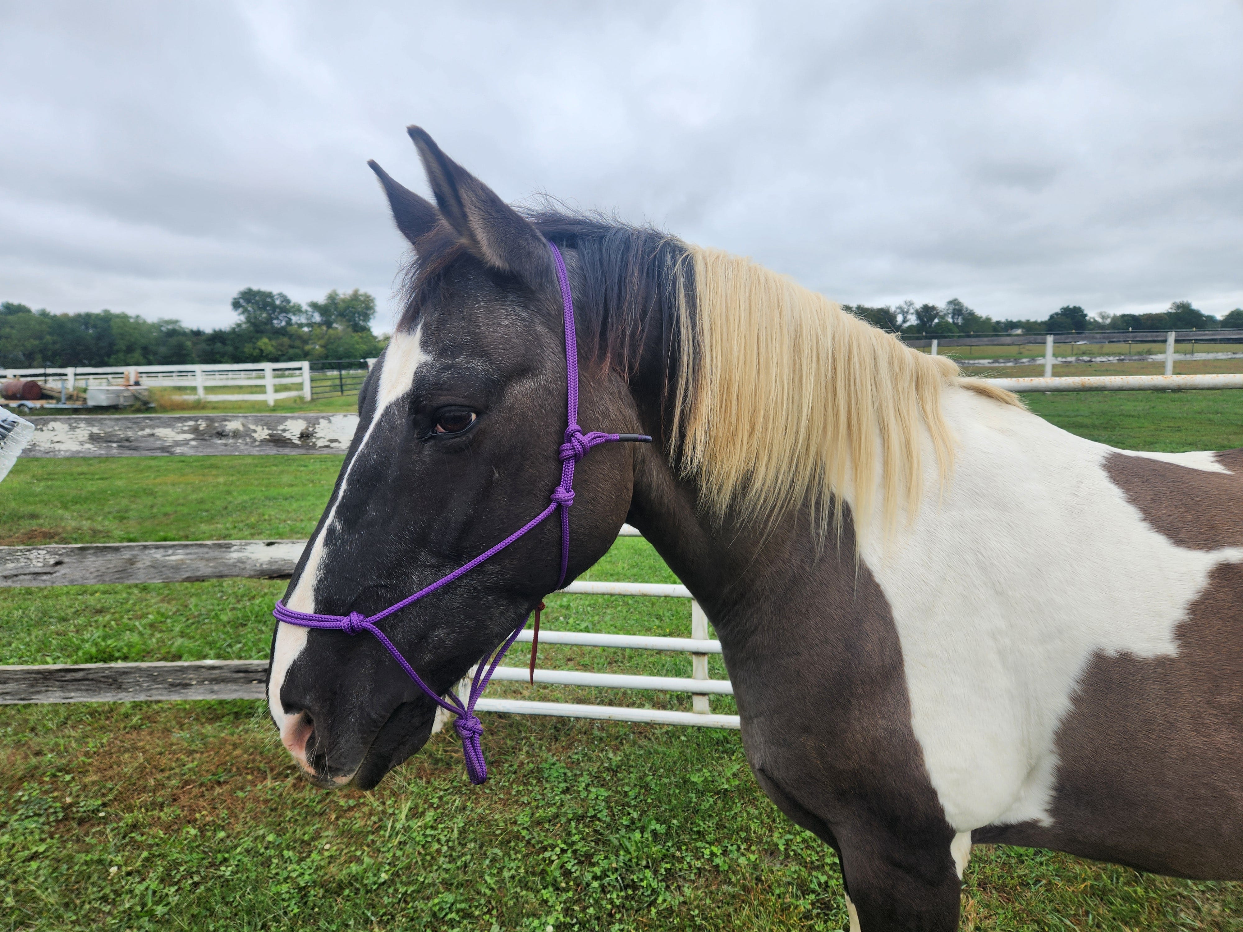 Clicker training with Beetle by Alice Rentz