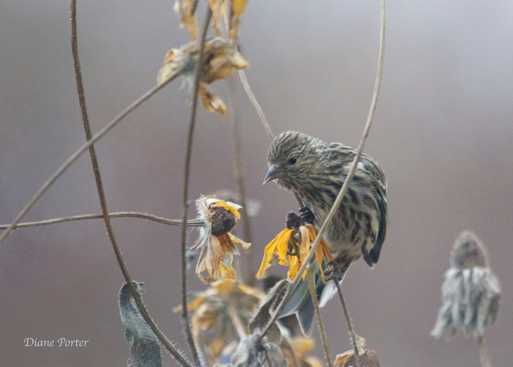 Birds, My Gaia, Diane Porter