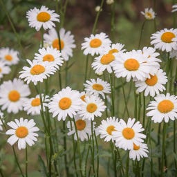 The Daisy Flower’s Substack