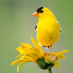 Little Yellow Bird