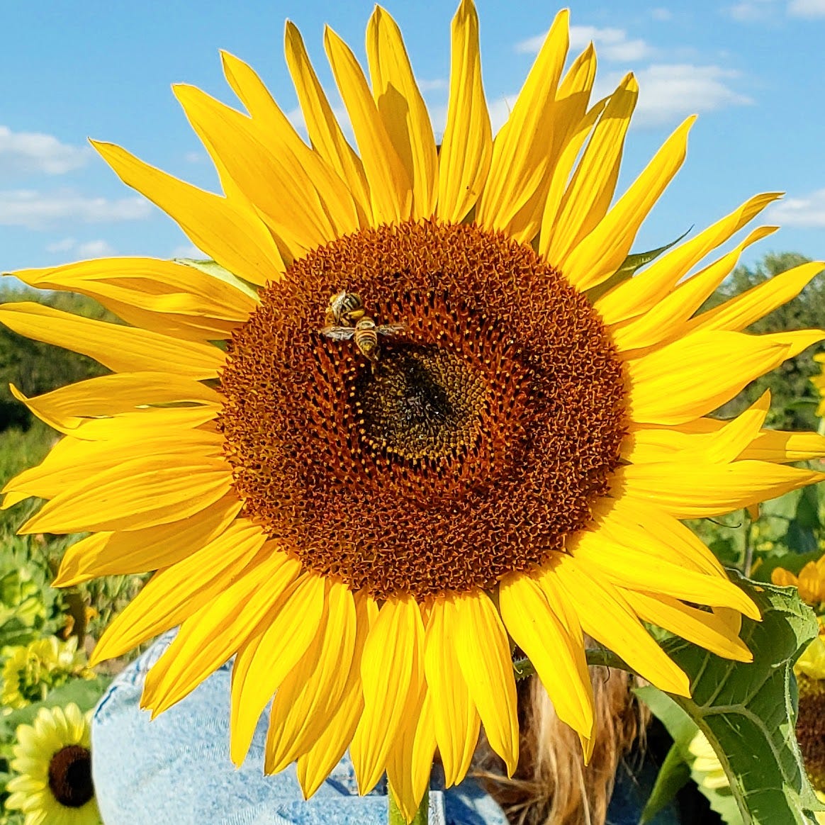 Artwork for The Sunflower Letters