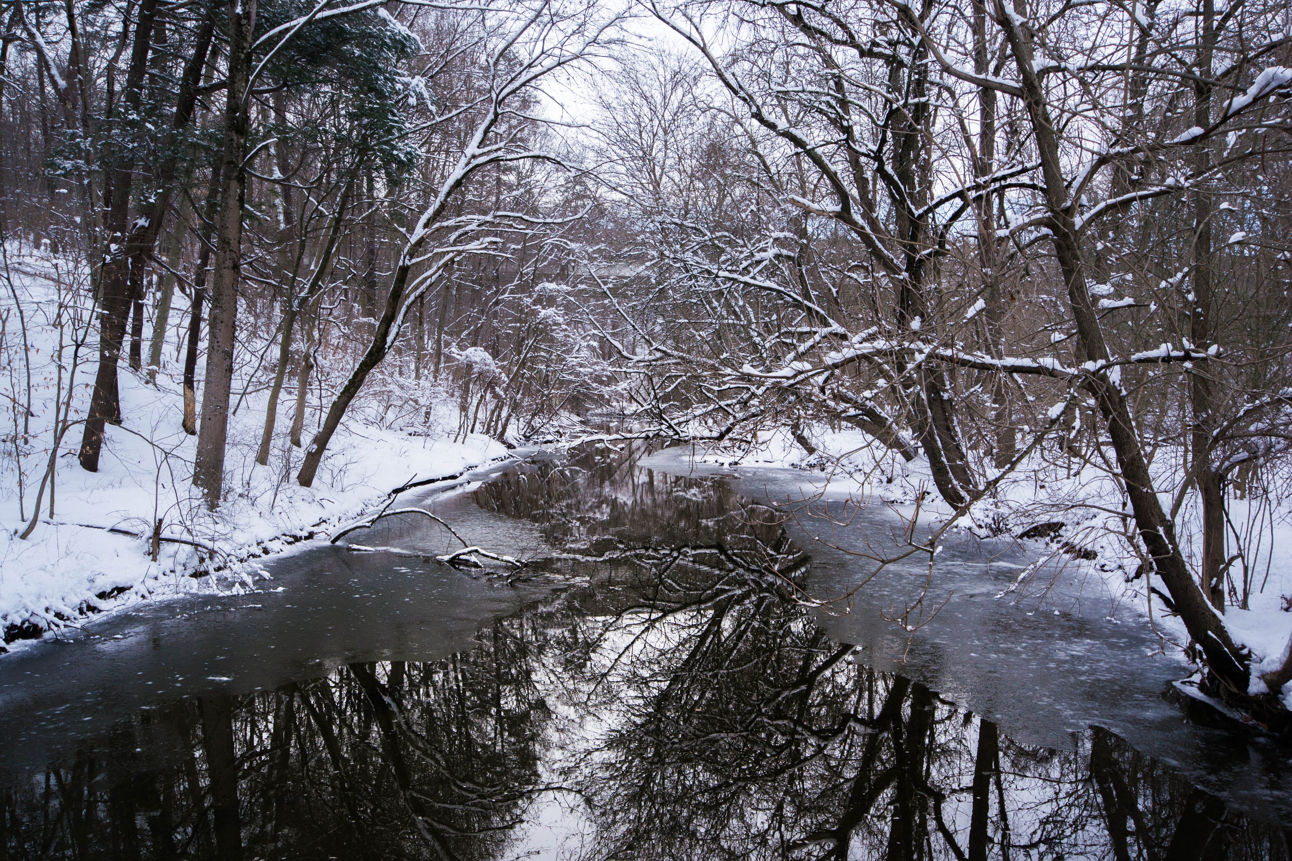 Beyond Bertin: Seeing the Forest despite the Trees 