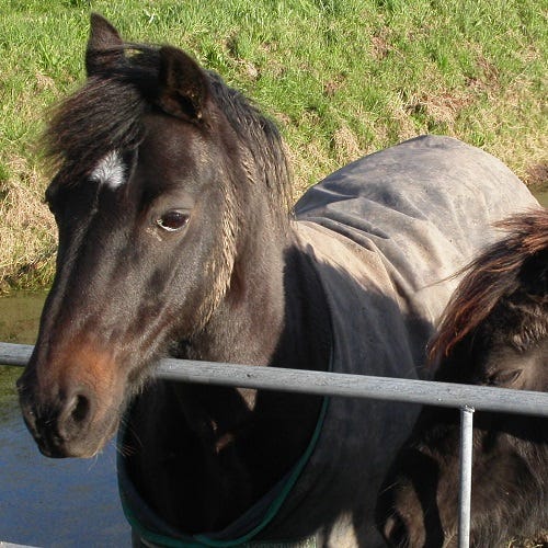 Poor Horse Owners, make for Poor Horses