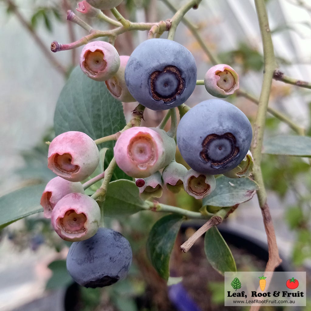 HS976/HS220: Reproductive Growth and Development of Blueberry