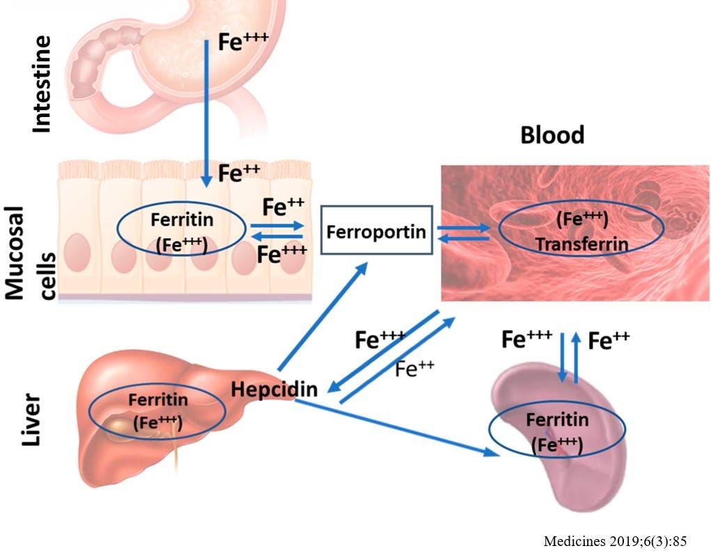 Interpretation of Iron Laboratory Tests