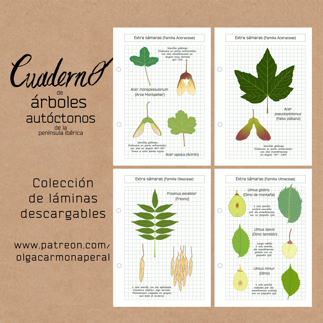 Semillas voladoras - by Olga Carmona Peral, image size:1080x1080