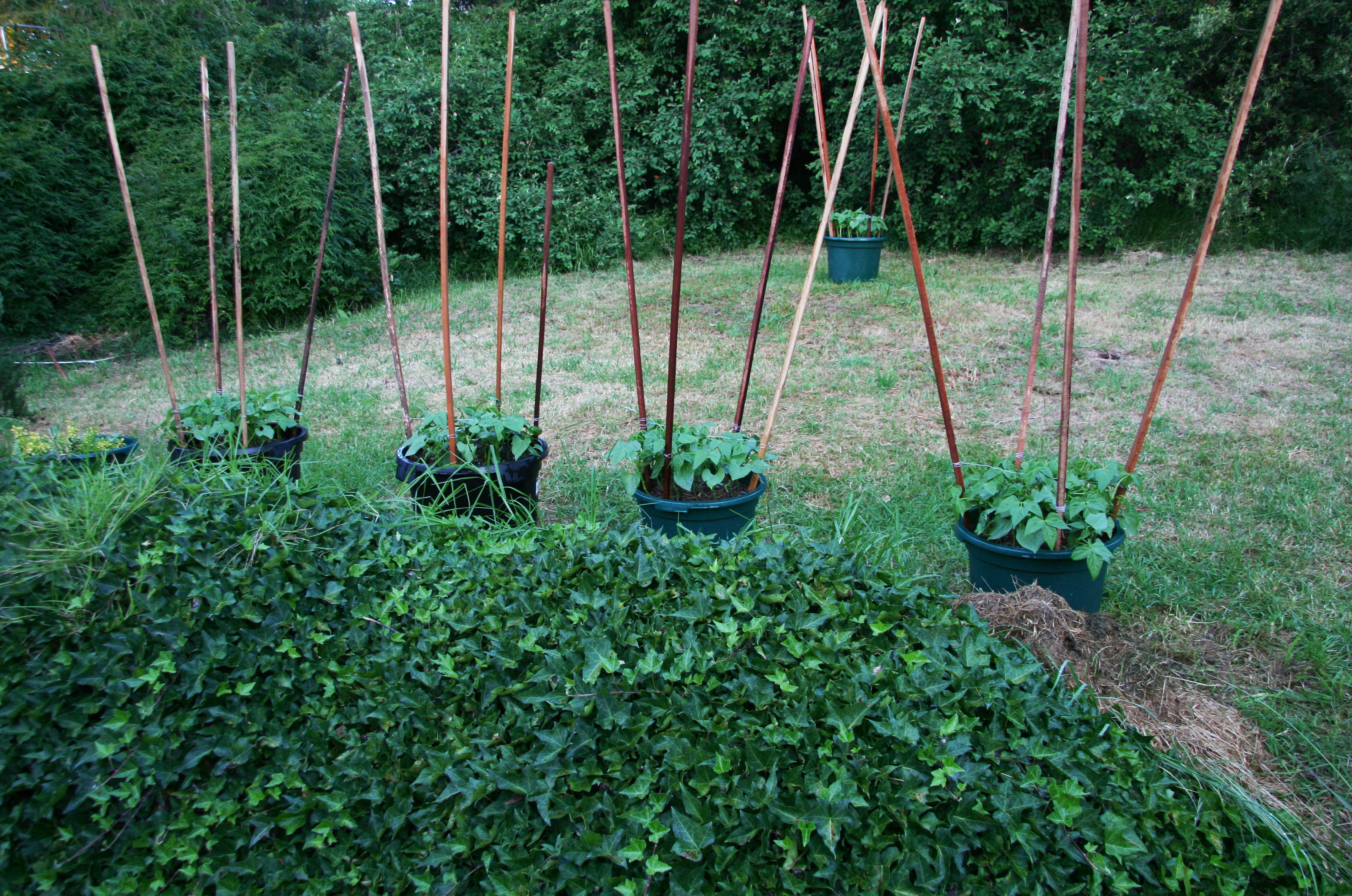 Optimal cooking, growing & storing techniques for Legumes (dried beans)