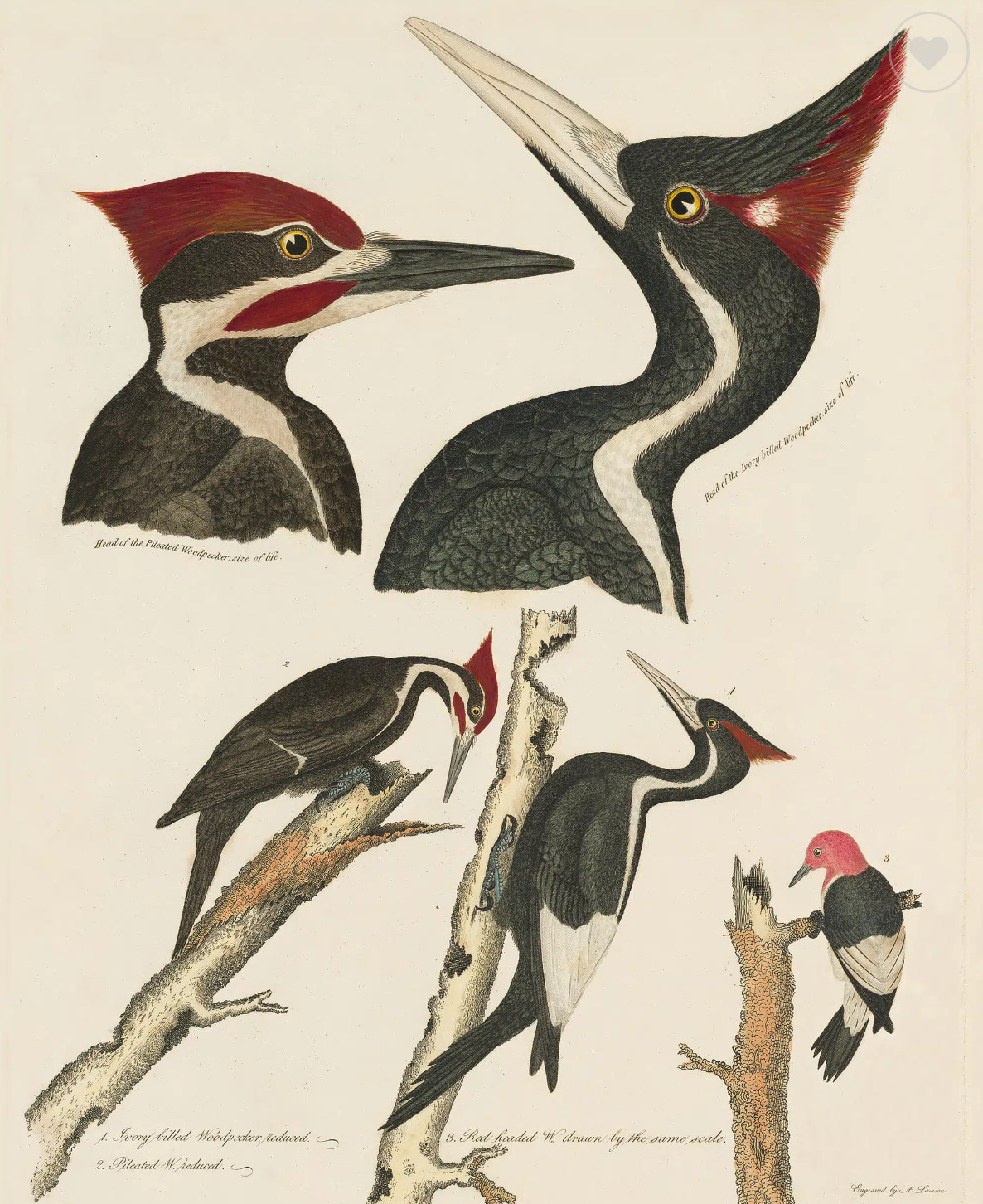 Pileated Woodpeckers: The Forest Primeval - by Bill Davison