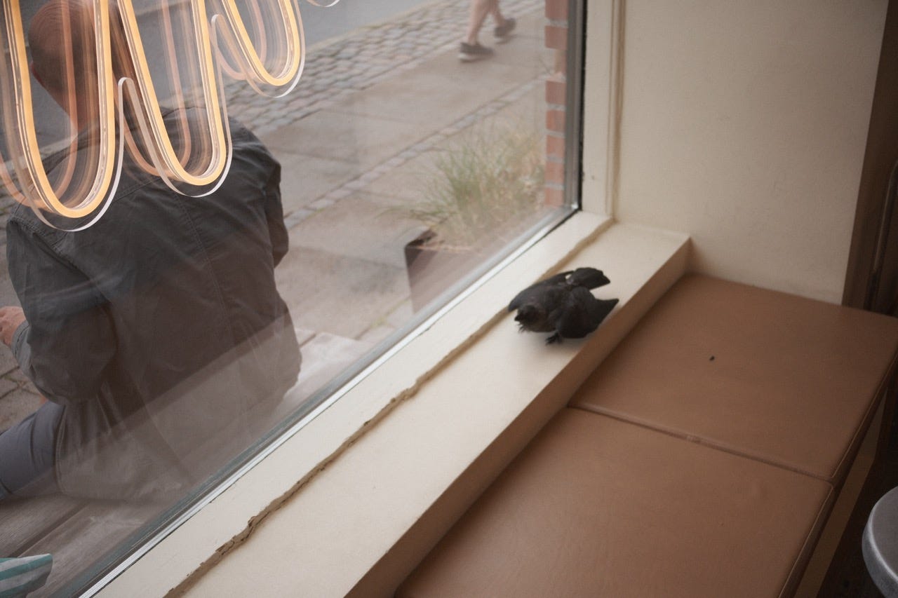 a bird trapped on the wrong side of the window, within an inviting Copenhagen cafe
