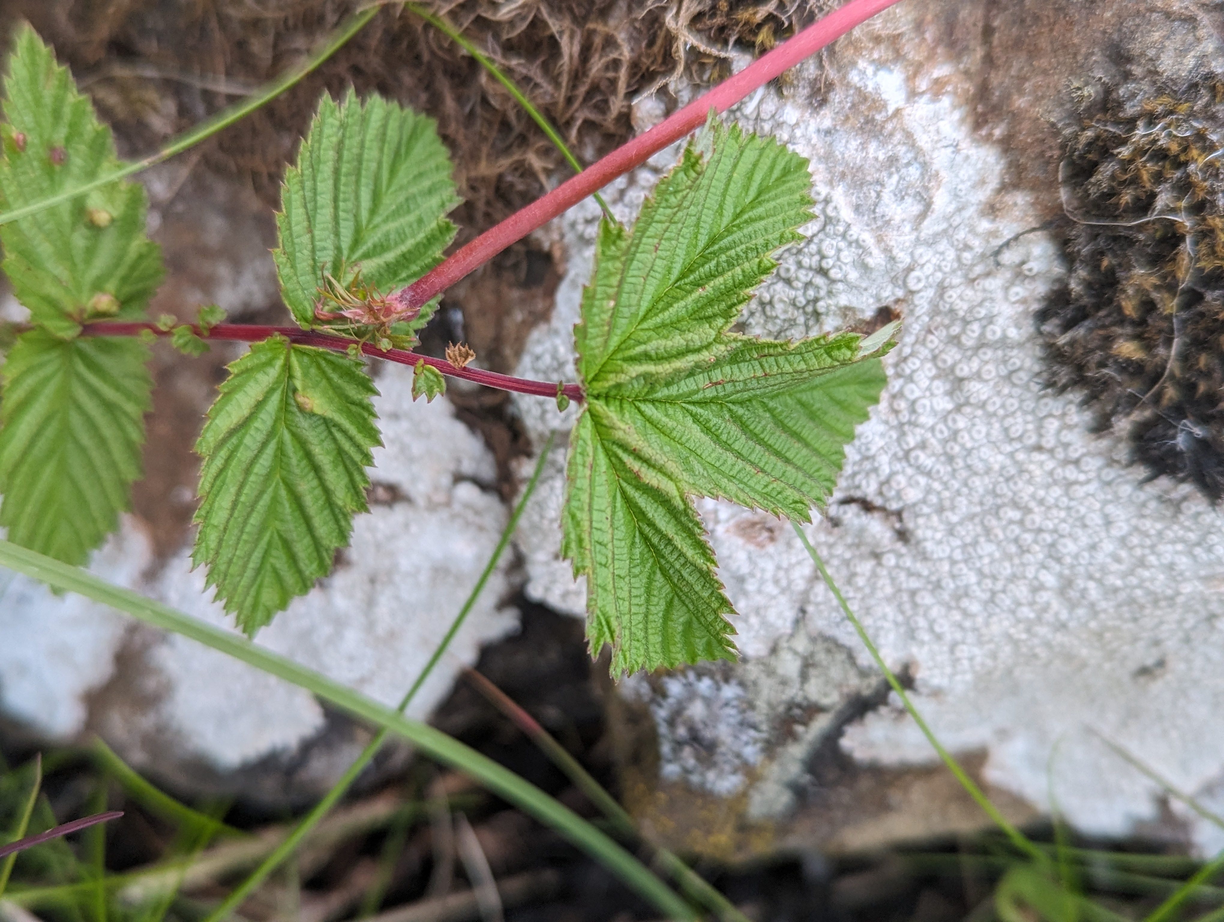 Meadowsweet - by Sarah Crowder - Foraged and Fermented