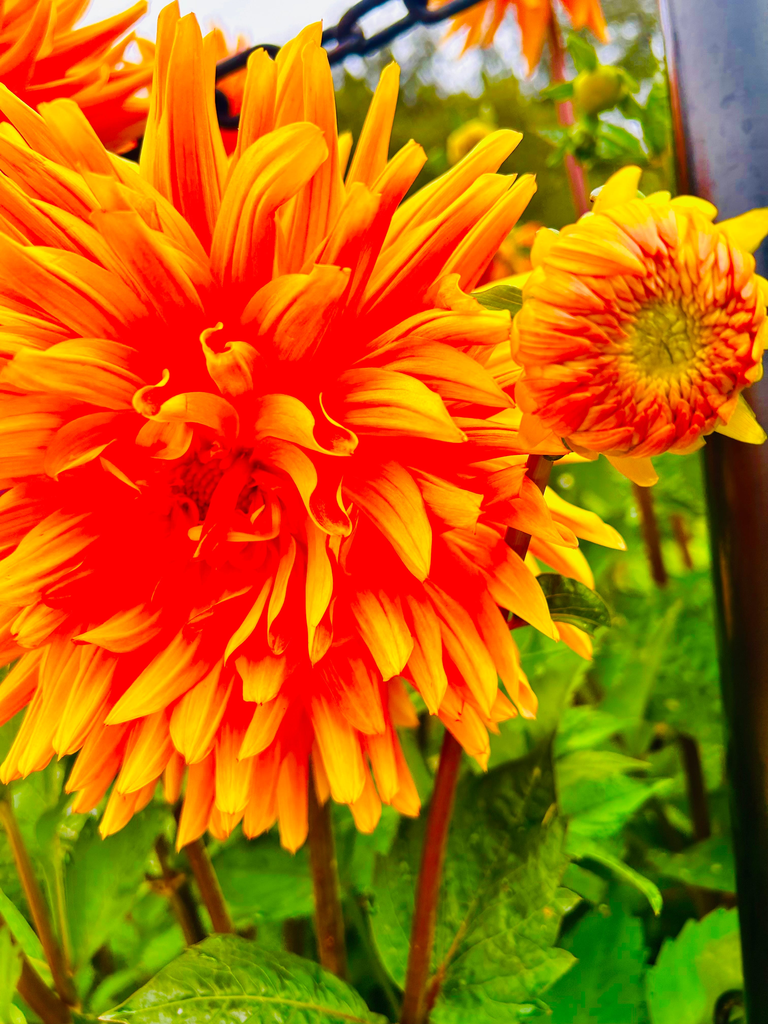 Failure of all Pop Revivalism by Glenn Donaldson