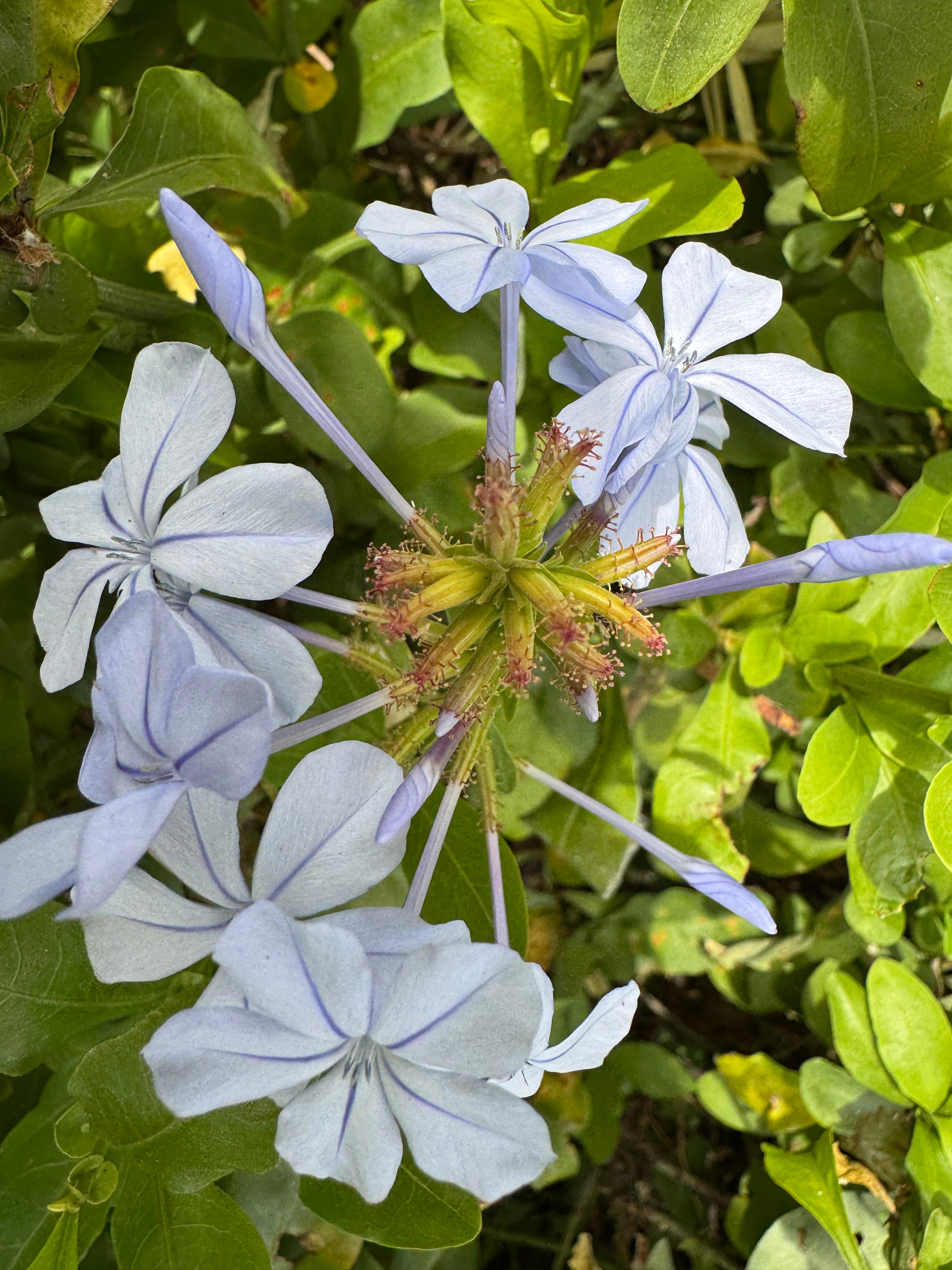 A trained horticulturalist does not a monkey make