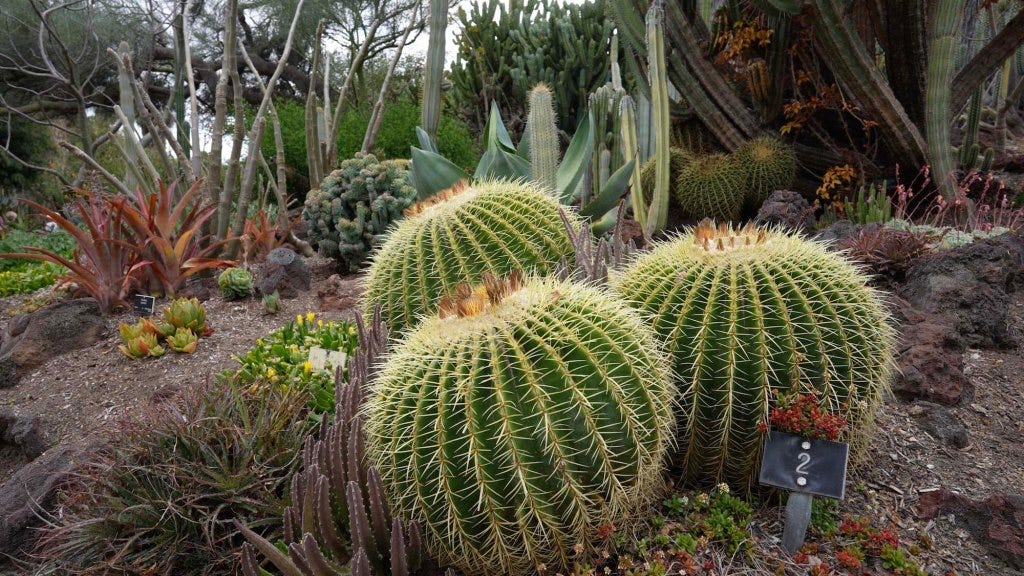 The Desert Garden at The Huntington A Sanctuary for Succulents and a