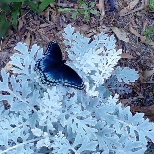 Butterflies Don't Carry Rocks Substack