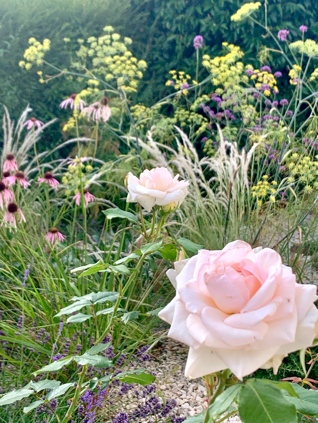 How to make a gravel garden with drought-tolerant and climate resilient  plants