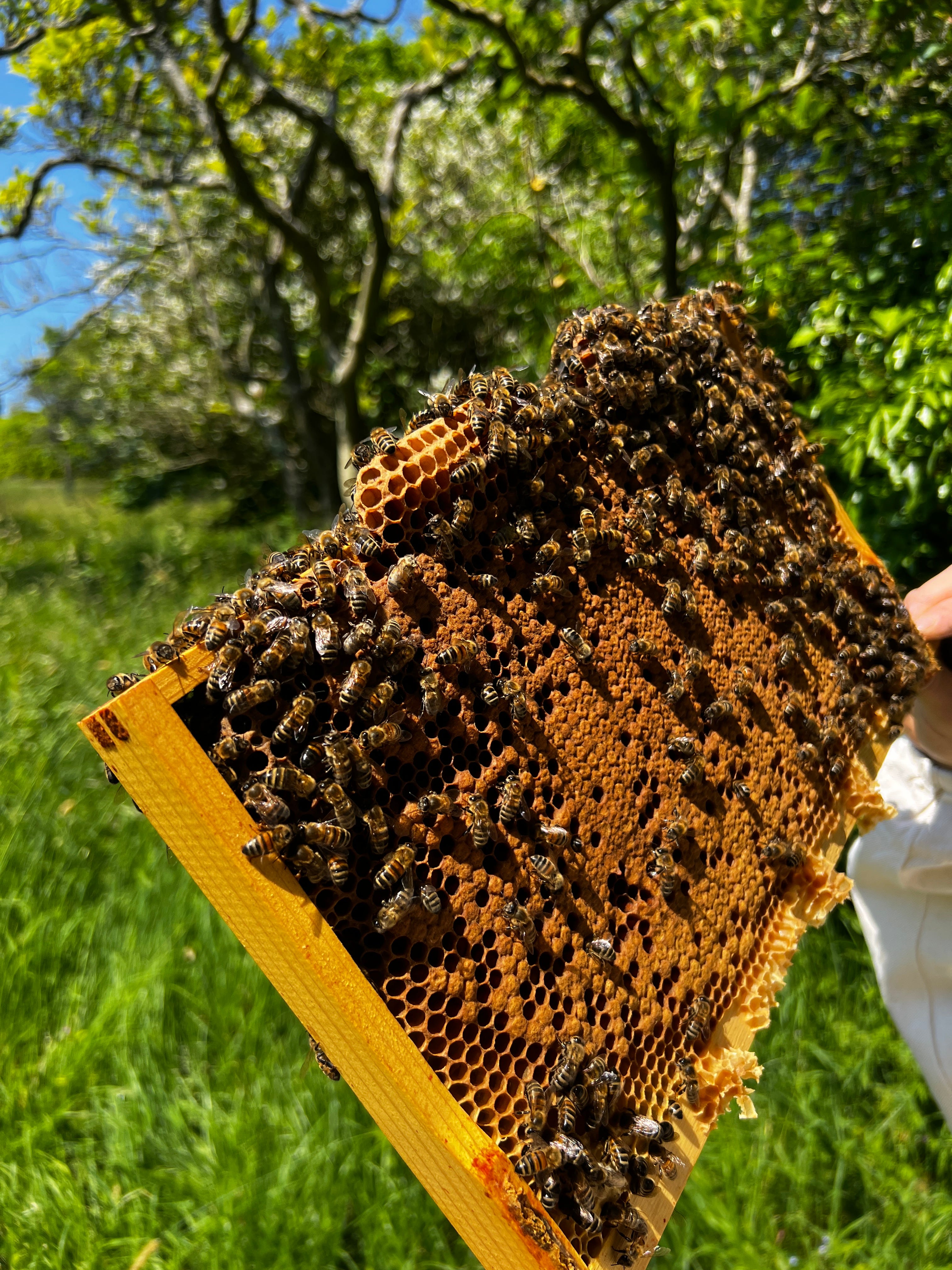 Think extracting is messy? Try melting beeswax - Honey Bee Suite