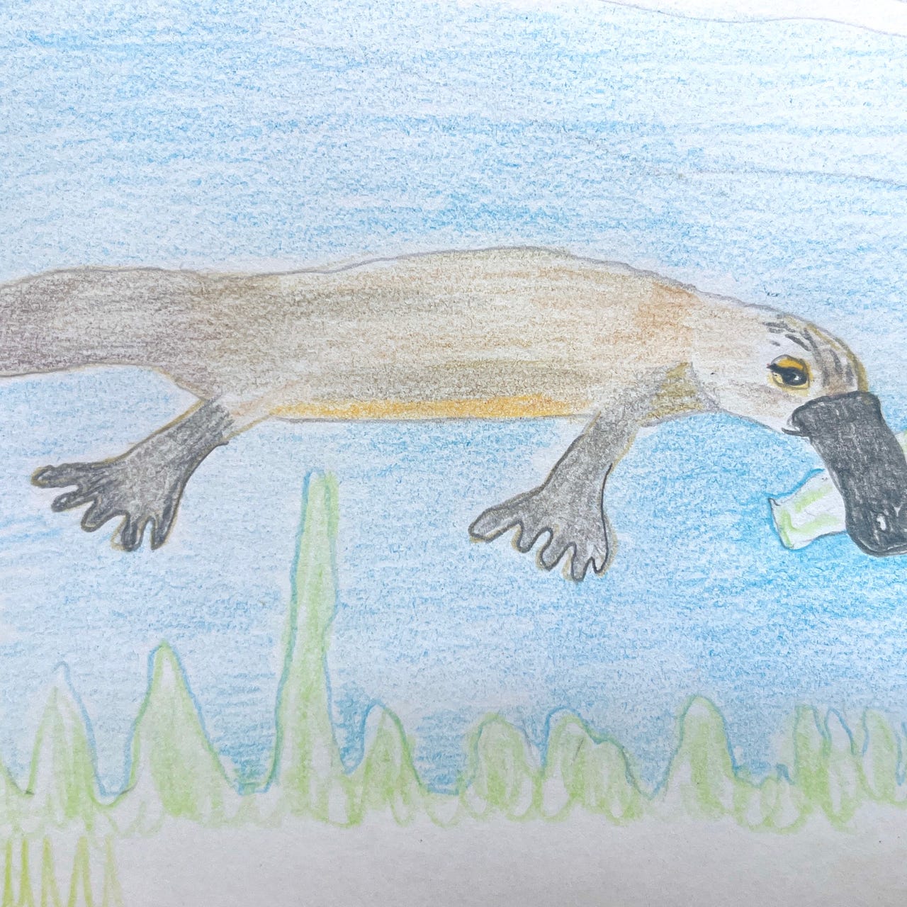 Artwork for Platypus