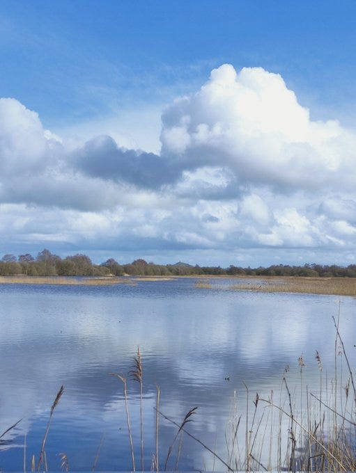 Birdwatching in Avalon - Institute of England