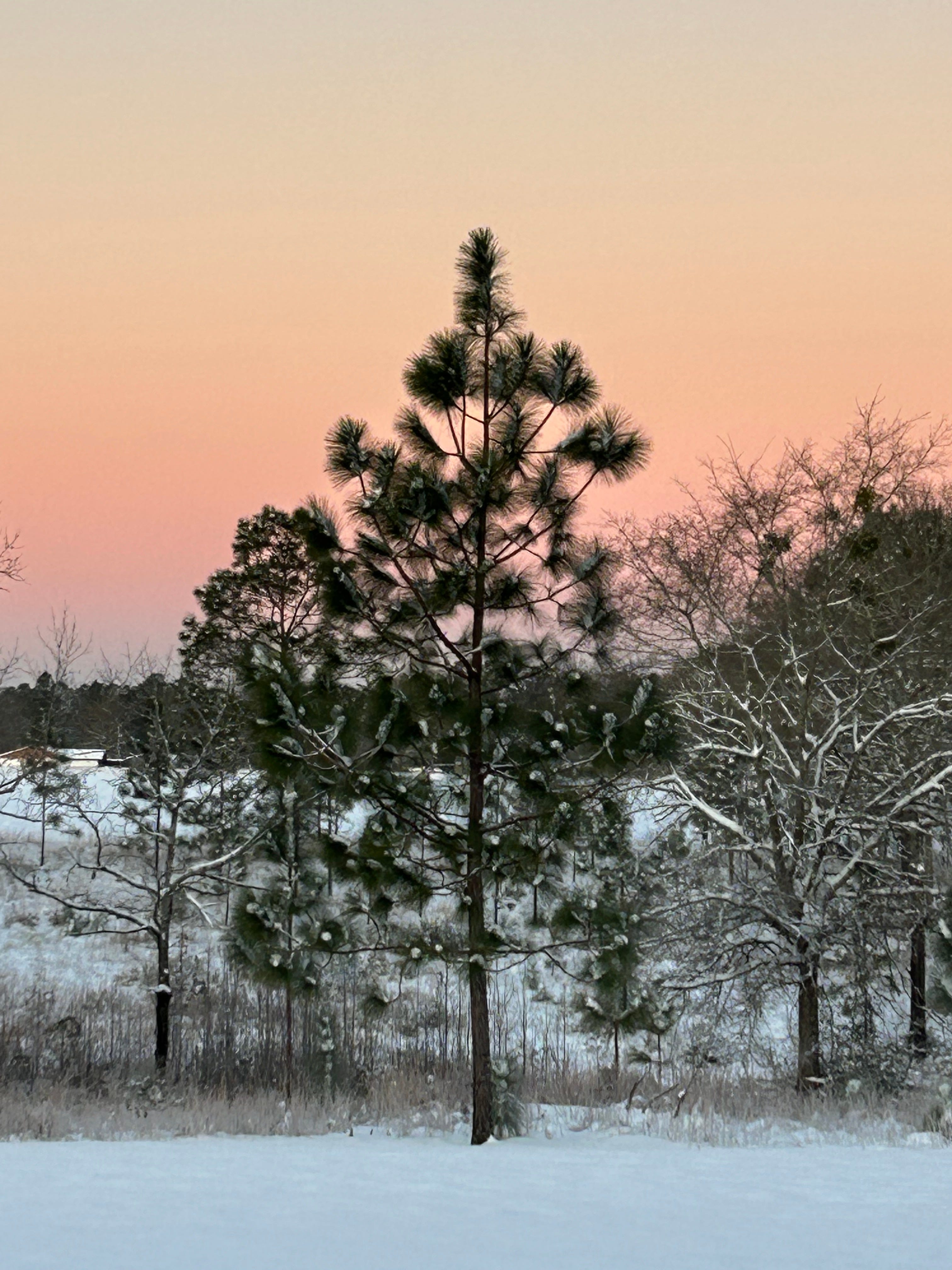 What Happens When it Snows in Florida? by Anne Eicher